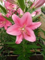 [4220 Aya Sophia No02.JPG]